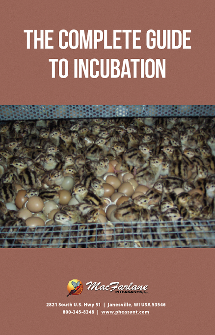 Incubating and Hatching Pheasant Eggs.png